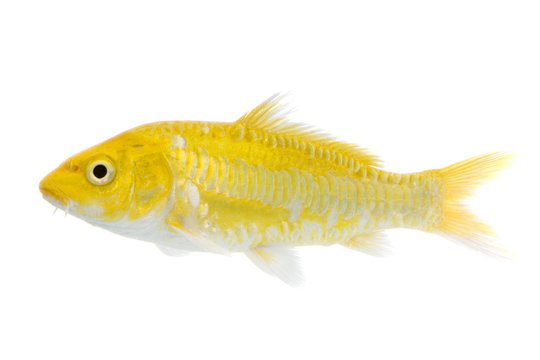 ko&iuml; - yamabuki ogon