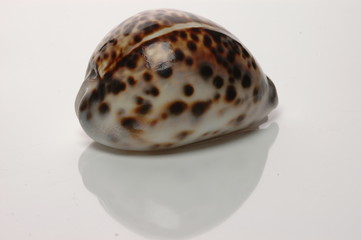 sea shell
