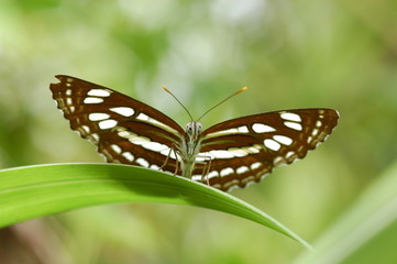 Obraz na płótnie Canvas butterfly