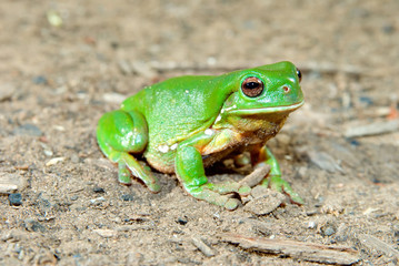 litoria caerula