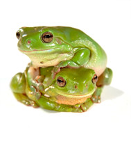 two frogs