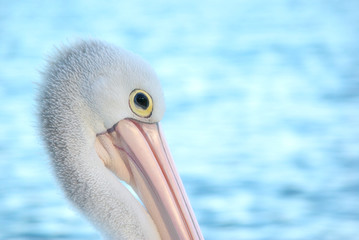 elegant pelican