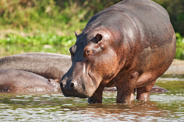 wild hippo