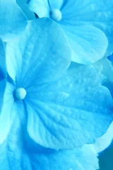 Wall murals Hydrangea blue flowers- hydrangea