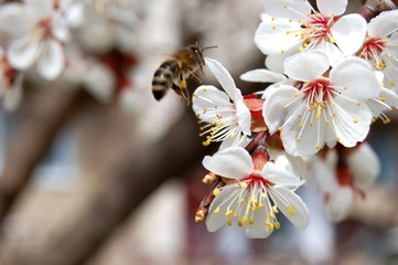 apricot bloom and bee 3