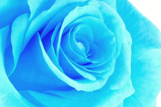 blue neon rose