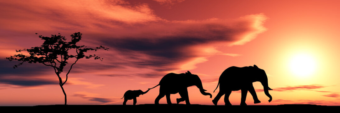Fototapeta rodzina słoni