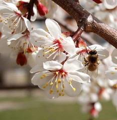 apricot bloom and bee on flower