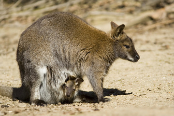 Naklejka premium red necked wallaby