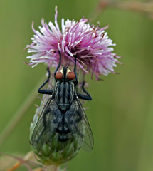 flesh fly on the flower