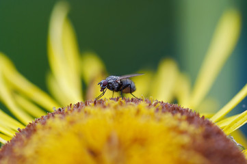 small fly