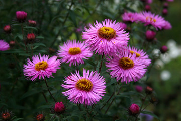 summer flowers