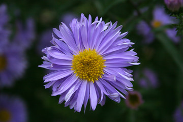 Obraz premium summer flowers