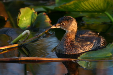 pied billed grebe