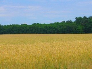 wheat field