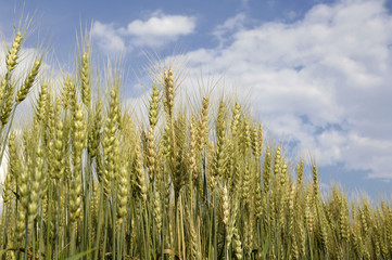 wheat for harvest