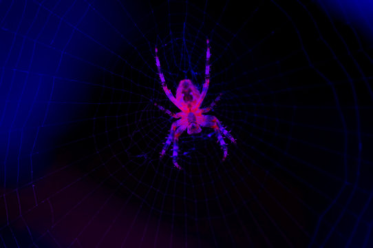 radiographic picture of a spider
