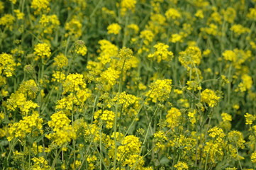 yellow flowers