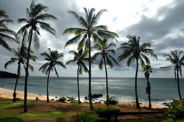 Fototapeta na wymiar tropikalne palmy