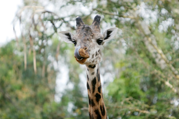 giraffe head shot