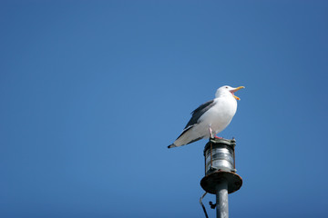 seagull