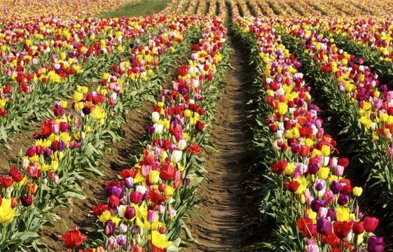 colorful tulip rows