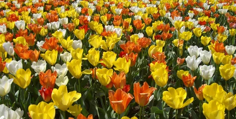 Gartenposter Tulpe tulpenfeld