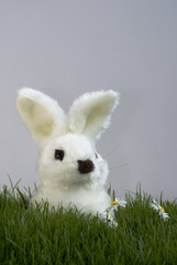 hase im gras