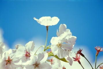 cherry blossoms