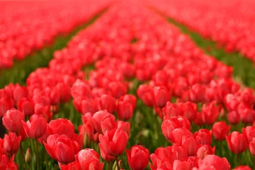 Papier Peint photo Lavable Tulipe tulipes rouges dans un champ