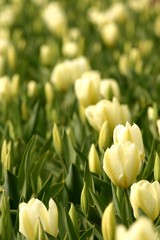 white tulips