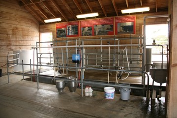 cow milking station