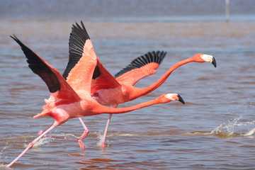 rosa Flamingos
