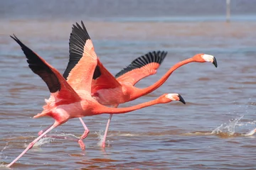 Deurstickers Flamingo roze flamingo& 39 s