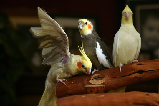 cockatiels relaxing