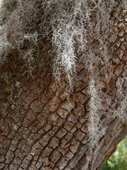 old bark and moss