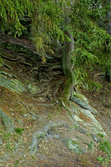 colorful trees on hill