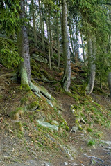 colorful trees on hill