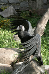 condor on the stone.