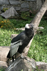 condor on the stone.