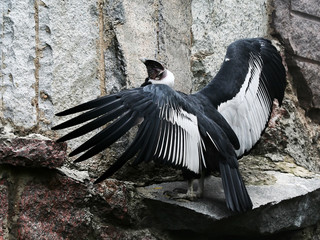 condor on the stone.