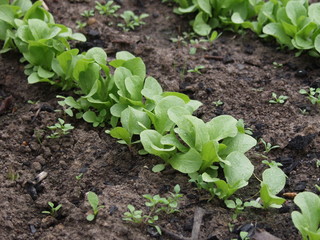 green sprouts