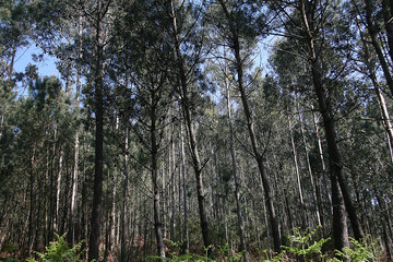 Obraz premium bosque