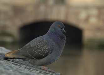 pigeon