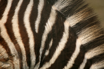 streifen