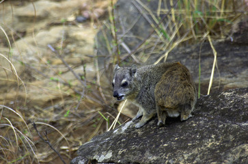 rock hyrax