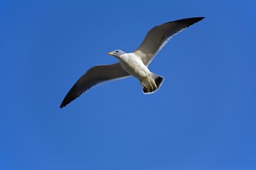 isolated flying gull on blue