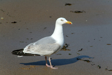 mouette