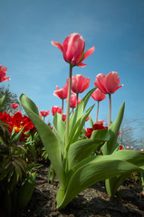 Fototapeta premium colorful flower garden in spring