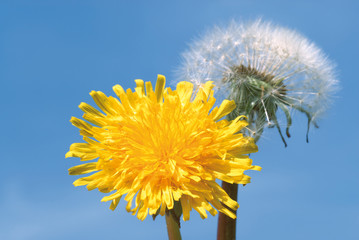 yellow and white dandelion